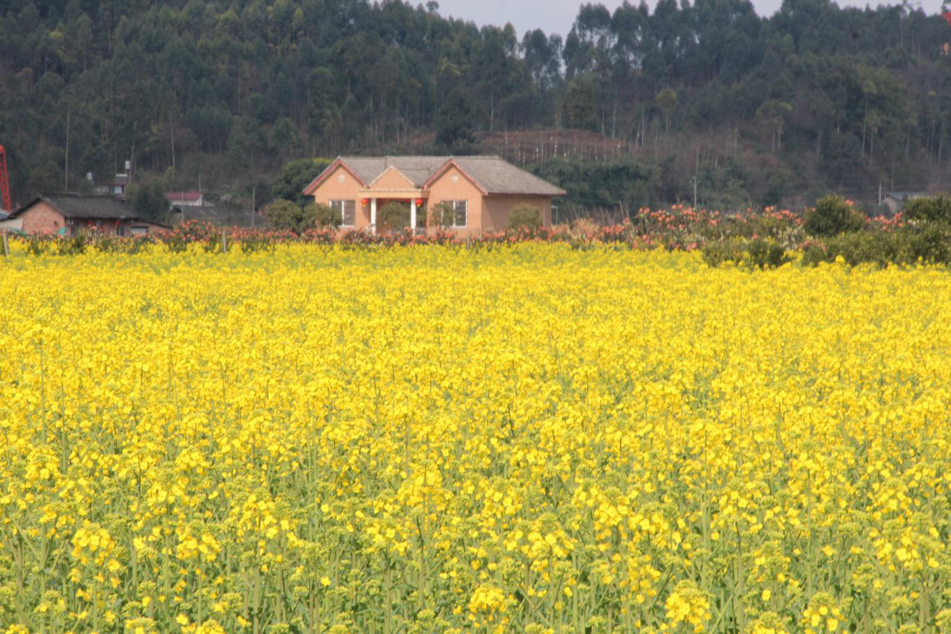 The rape blossoms in the Central District of Leshan City are open(图5) The rape blossoms in the Central District of Leshan City are open(图5)