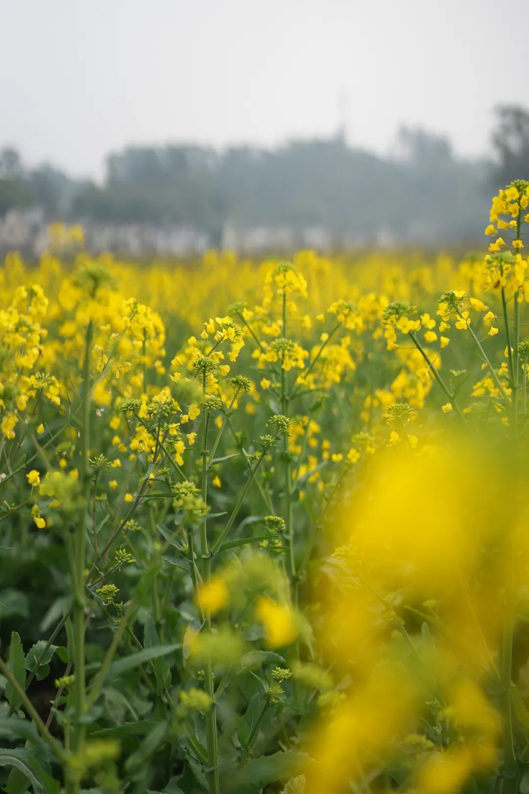 The rape blossoms in the Central District of Leshan City are open(图4) The rape blossoms in the Central District of Leshan City are open(图4)