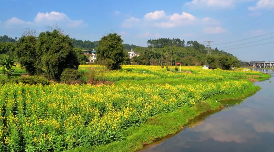 The rape blossoms in the Central District of Leshan City are open(图6) The rape blossoms in the Central District of Leshan City are open(图6)