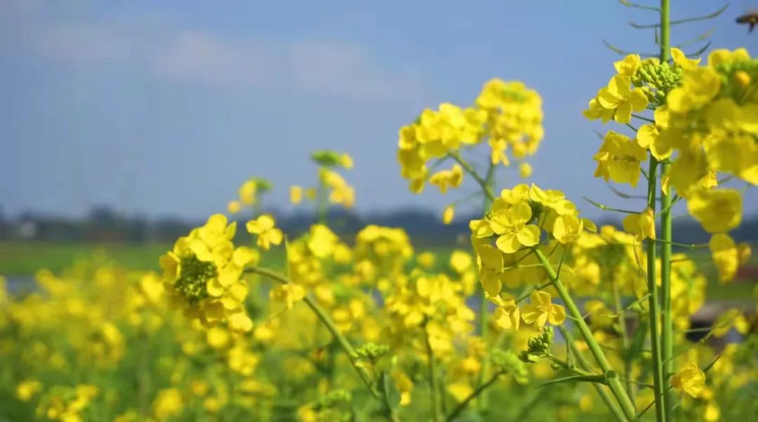The rape blossoms in the Central District of Leshan City are open(图7) The rape blossoms in the Central District of Leshan City are open(图7)