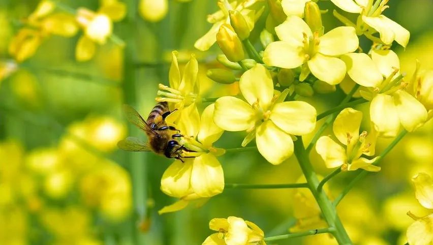 The rape blossoms in the Central District of Leshan City are open(图8) The rape blossoms in the Central District of Leshan City are open(图8)