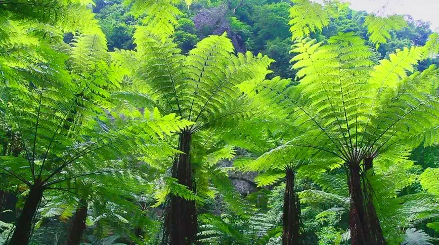 Free tickets! The preferential policies of many scenic spots in Leshan are coming(图4)