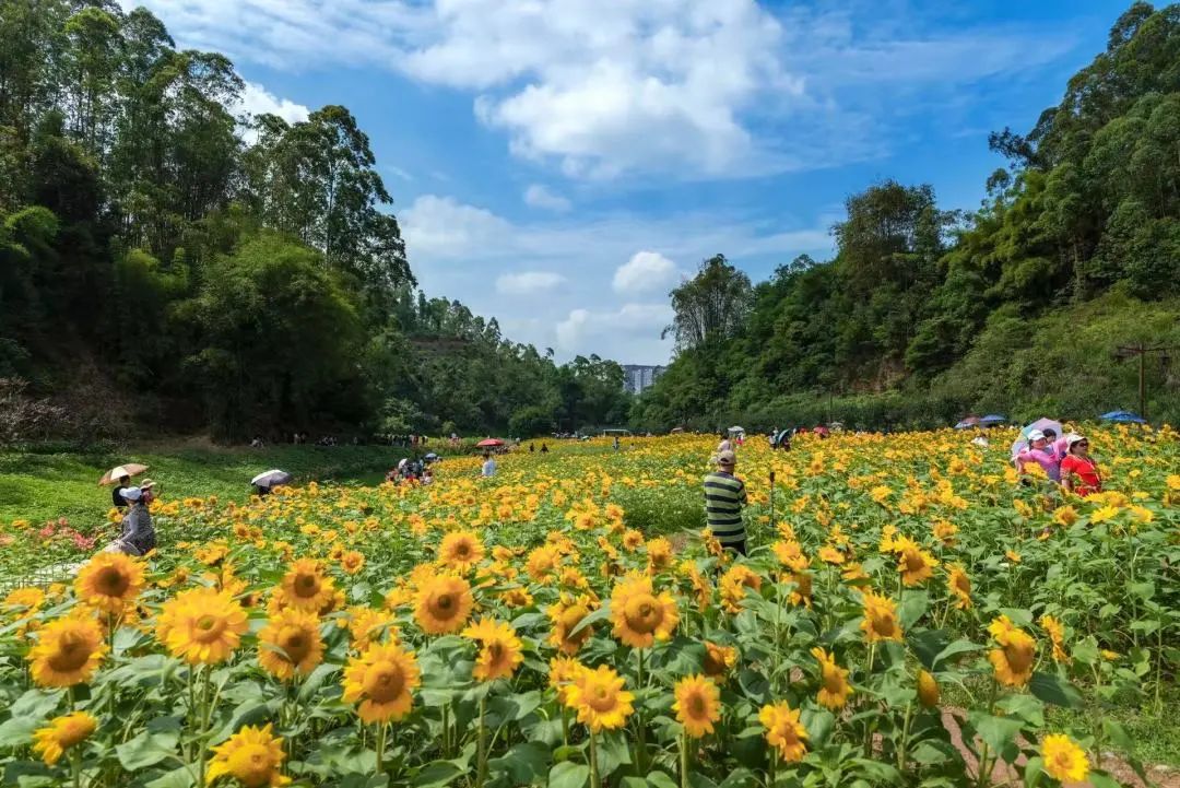 Show you! Oversized Sunflower Sea in Lvxin Park(图1)