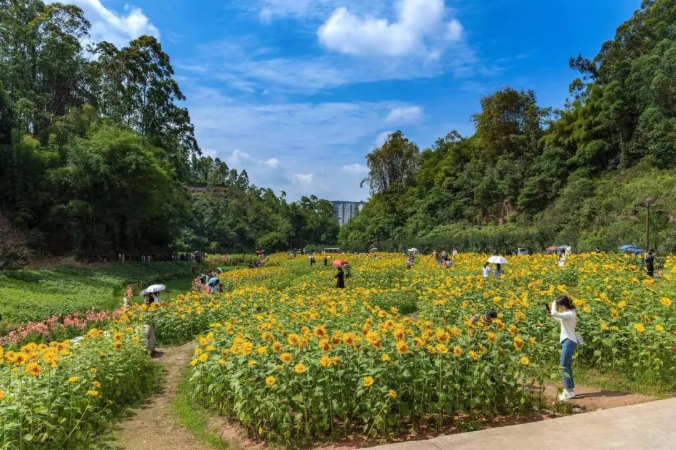 Show you! Oversized Sunflower Sea in Lvxin Park(图2)