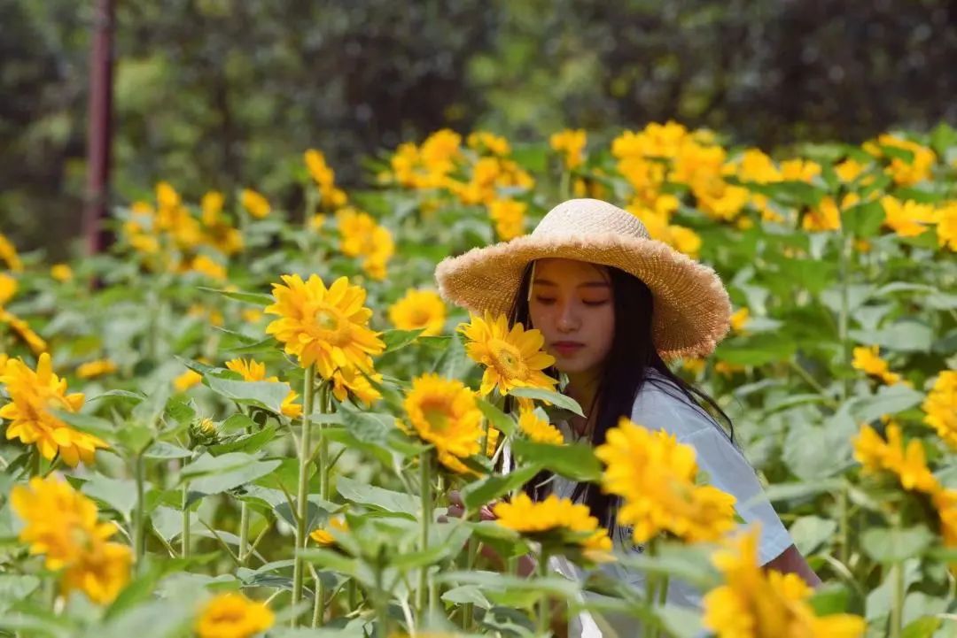 Show you! Oversized Sunflower Sea in Lvxin Park(图3)