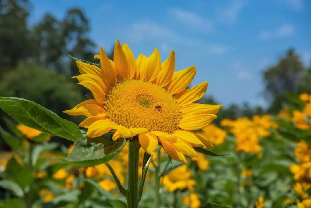 Show you! Oversized Sunflower Sea in Lvxin Park(图5)