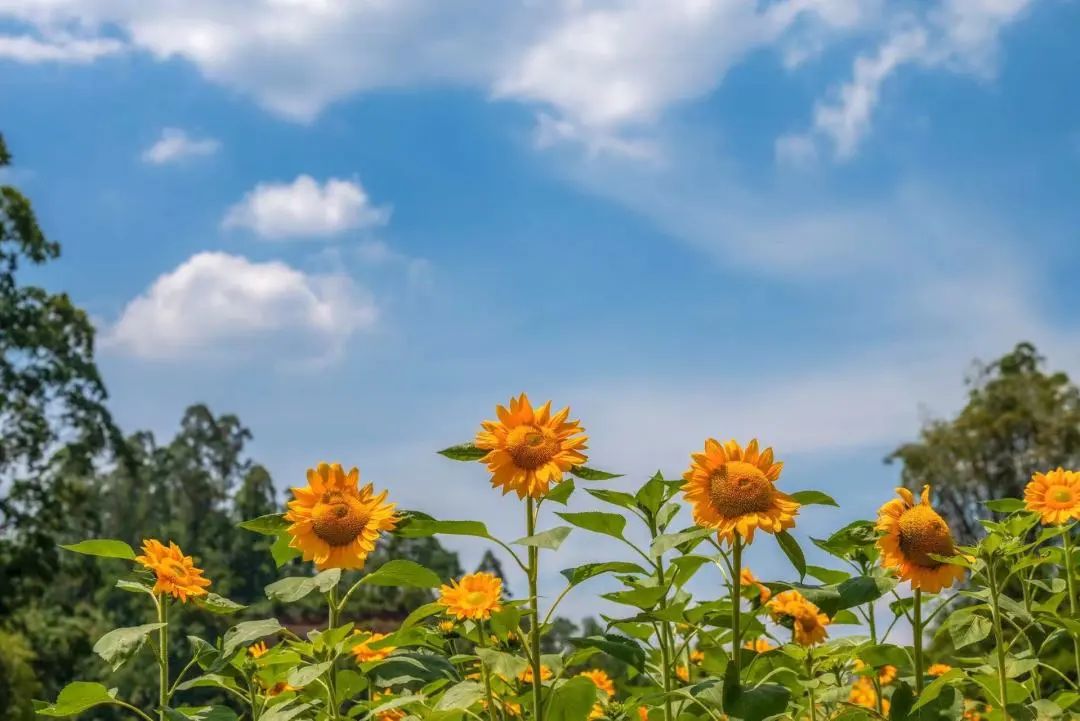 Show you! Oversized Sunflower Sea in Lvxin Park(图6)