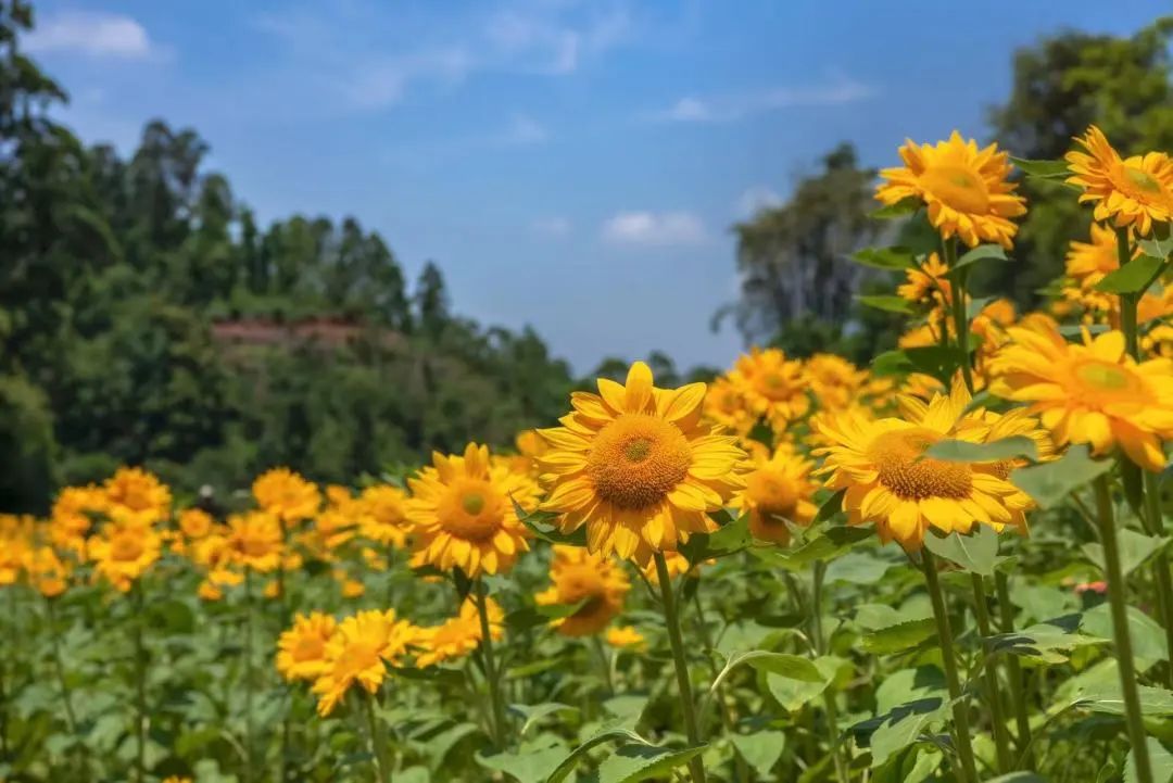 Show you! Oversized Sunflower Sea in Lvxin Park(图7)