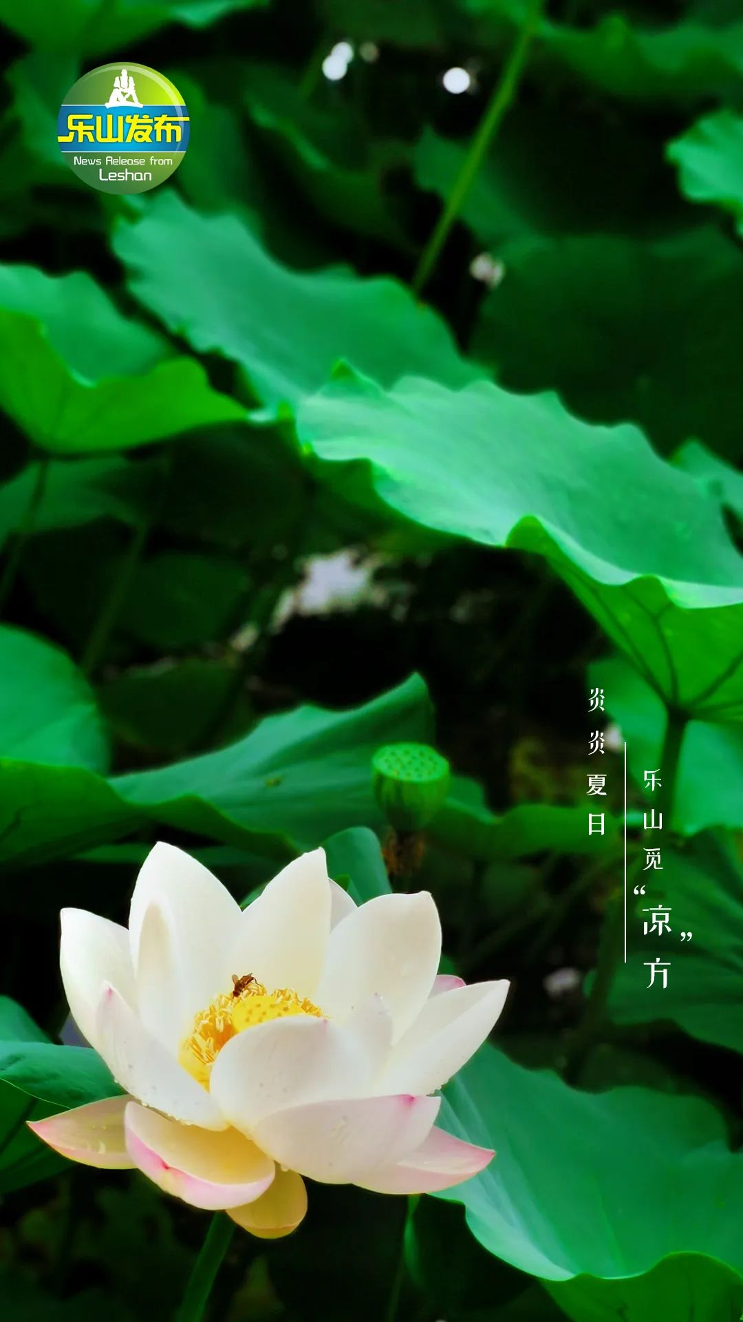 Straight down 10°C! Send everyone Leshan version refreshing wallpaper(图9)