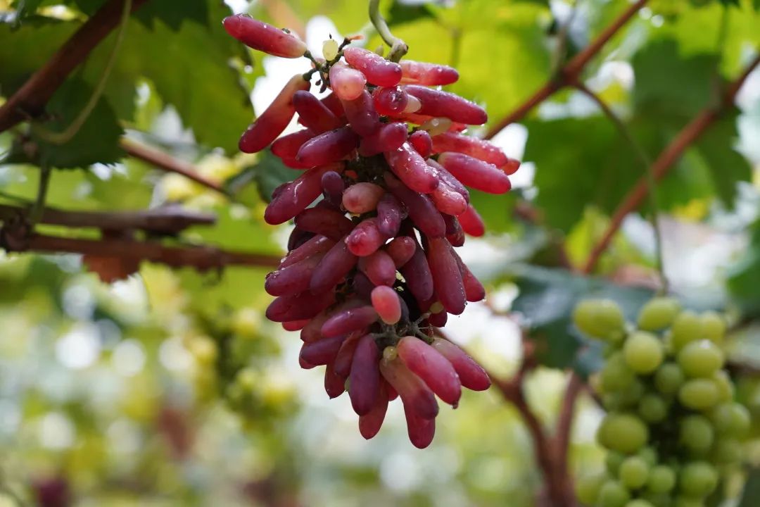 Take this super complete grape picking map of Leshan and make an appointment at the weekend!(图1)