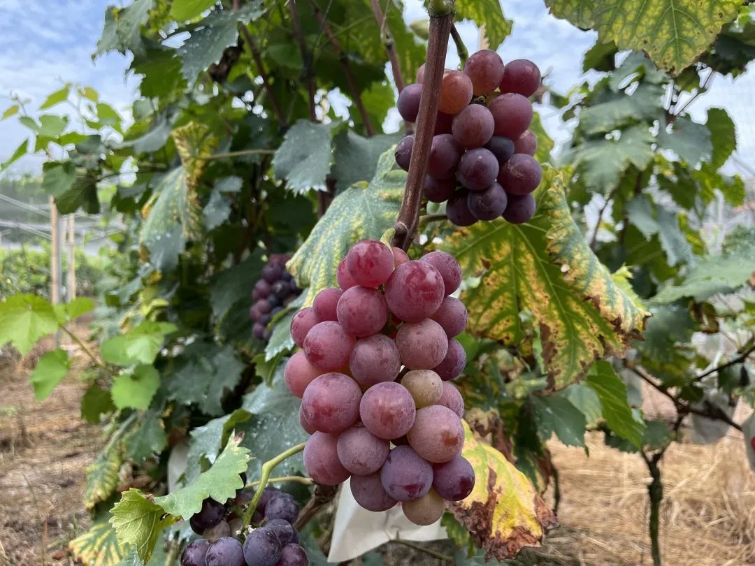 Take this super complete grape picking map of Leshan and make an appointment at the weekend!(图2)