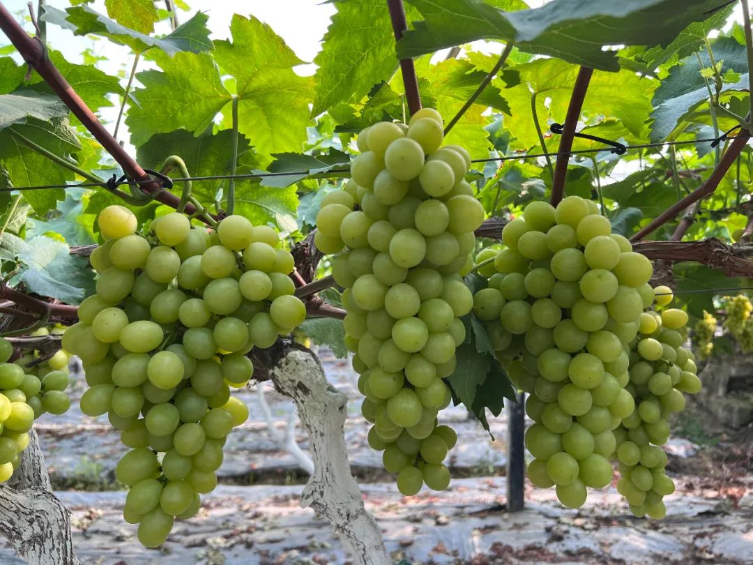 Take this super complete grape picking map of Leshan and make an appointment at the weekend!(图3)