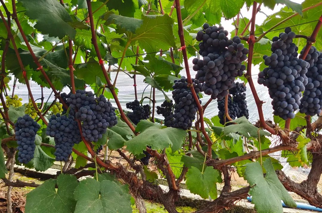 Take this super complete grape picking map of Leshan and make an appointment at the weekend!(图4)