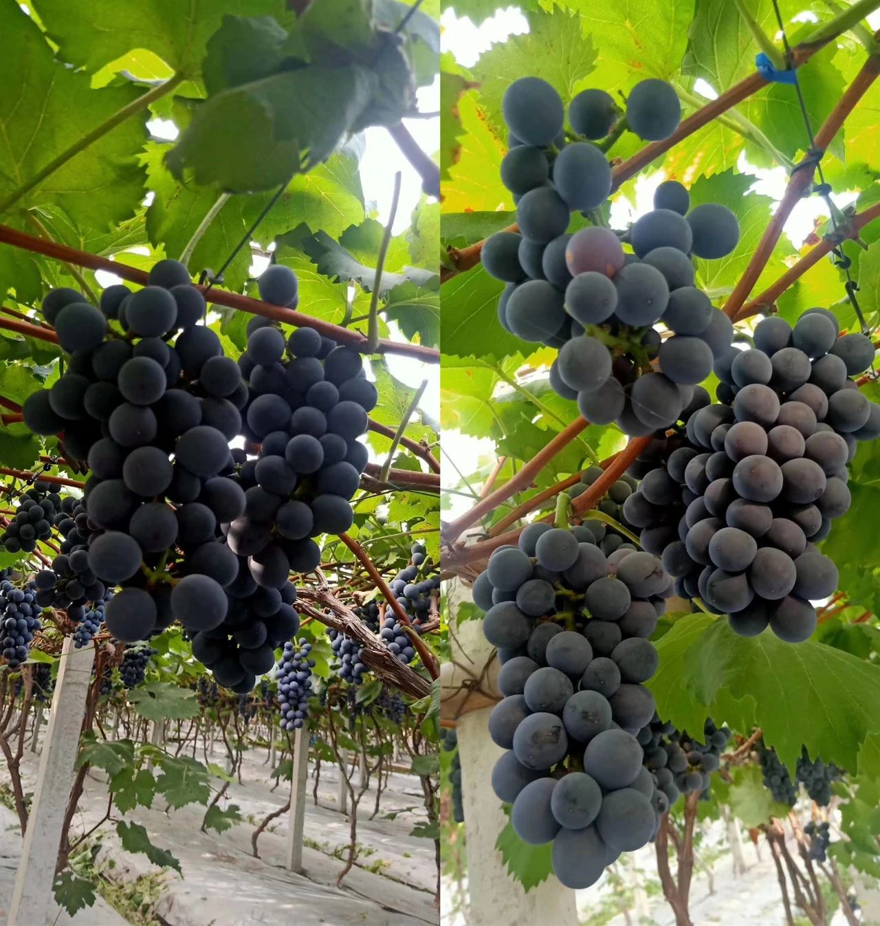 Take this super complete grape picking map of Leshan and make an appointment at the weekend!(图9)