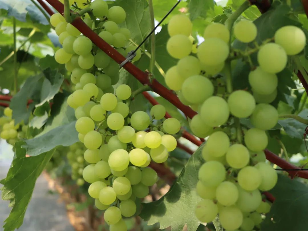 Take this super complete grape picking map of Leshan and make an appointment at the weekend!(图7)