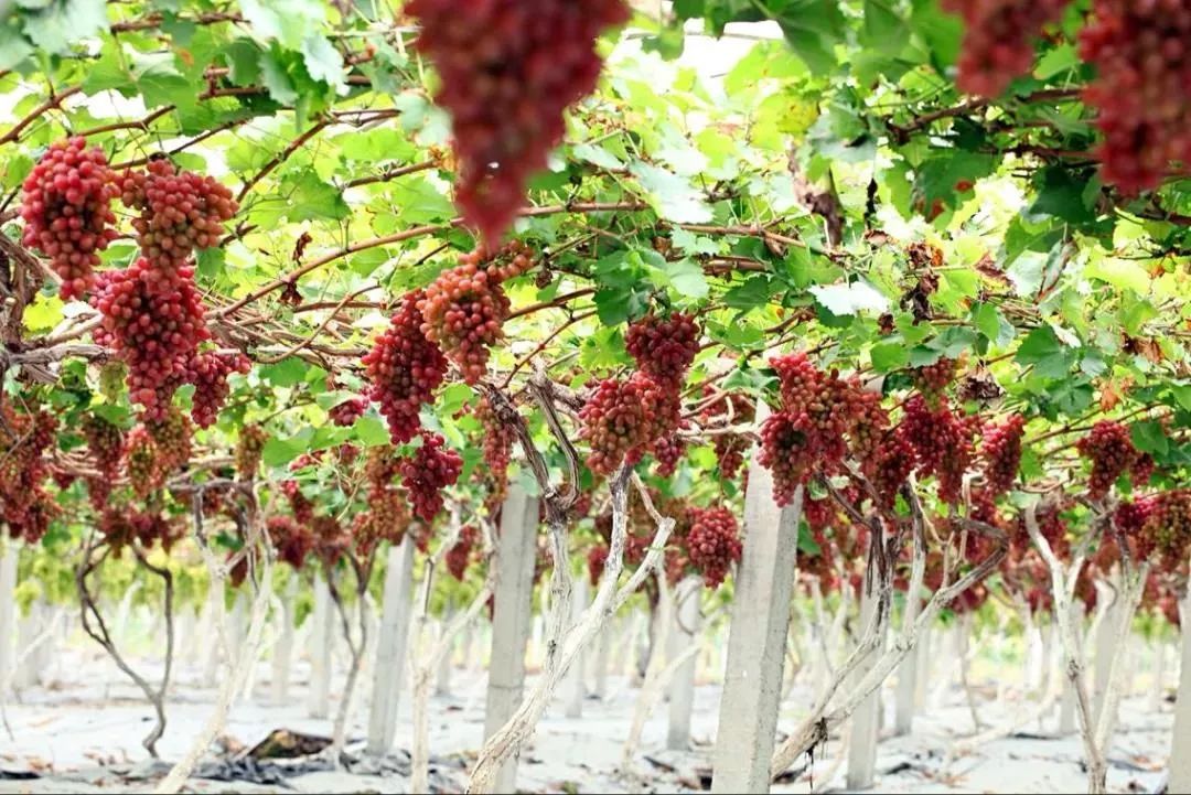 Take this super complete grape picking map of Leshan and make an appointment at the weekend!(图8)