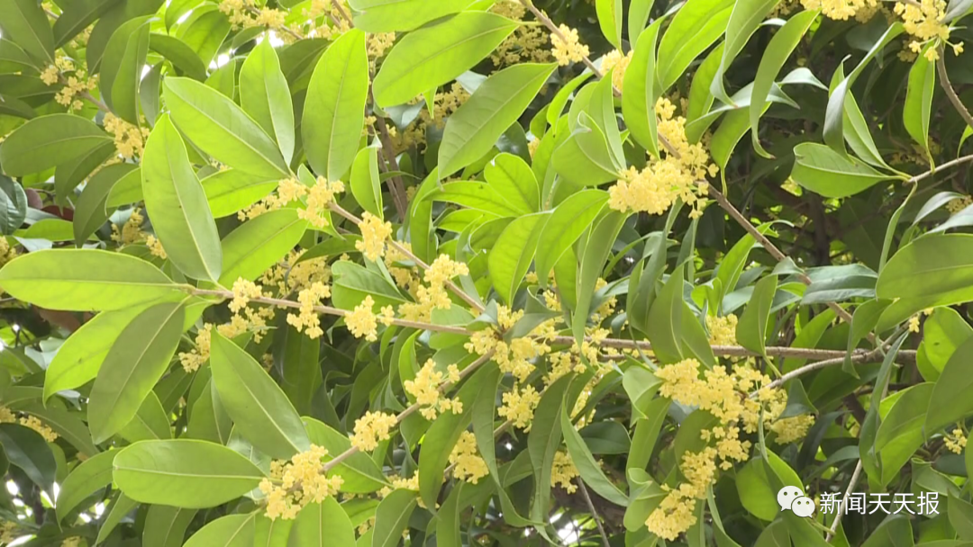 In the autumn of Leshan, you deserve this flower viewing guide!(图1)