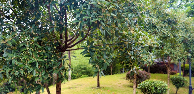 In the autumn of Leshan, you deserve this flower viewing guide!(图2)