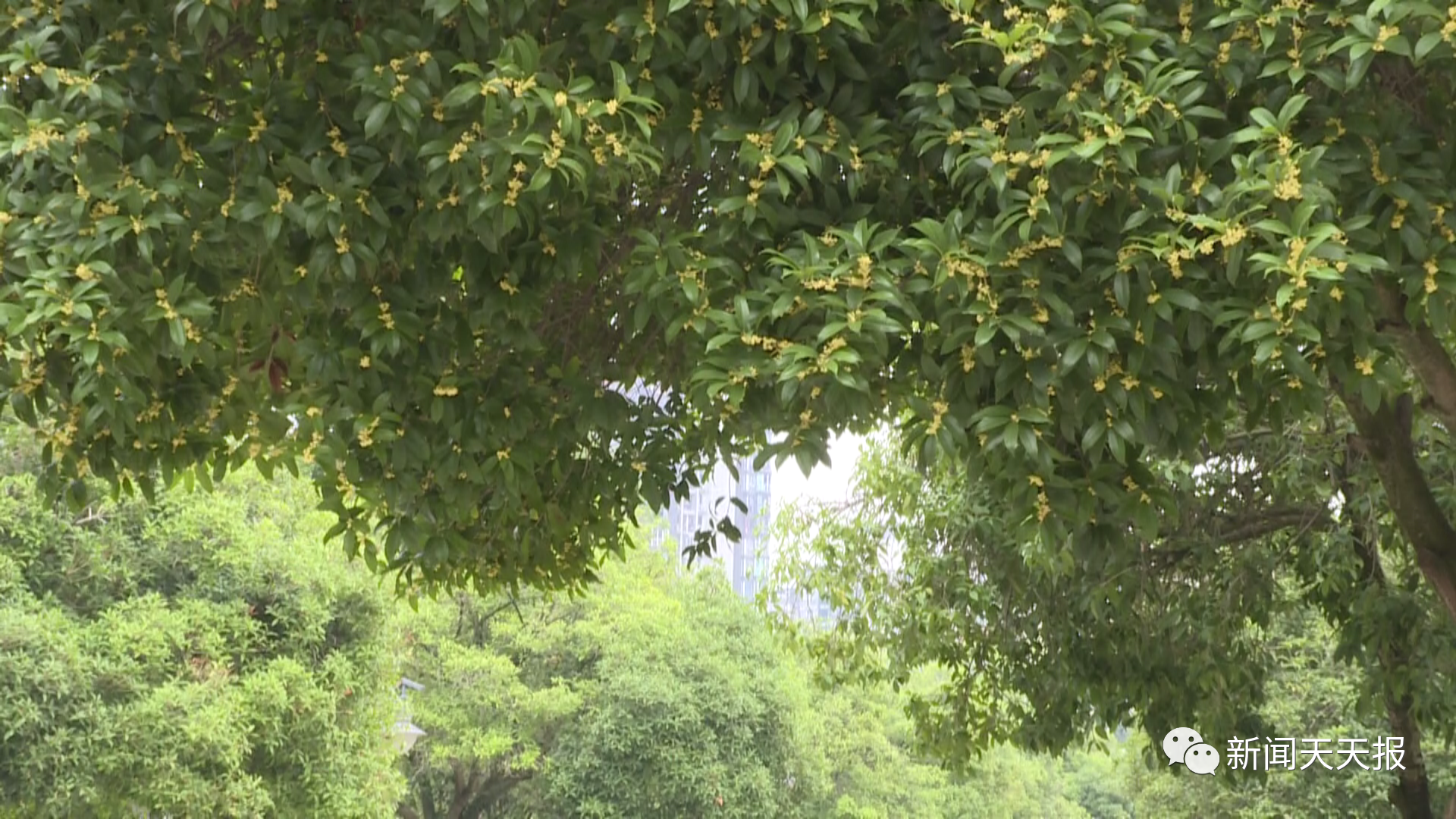 In the autumn of Leshan, you deserve this flower viewing guide!(图3)