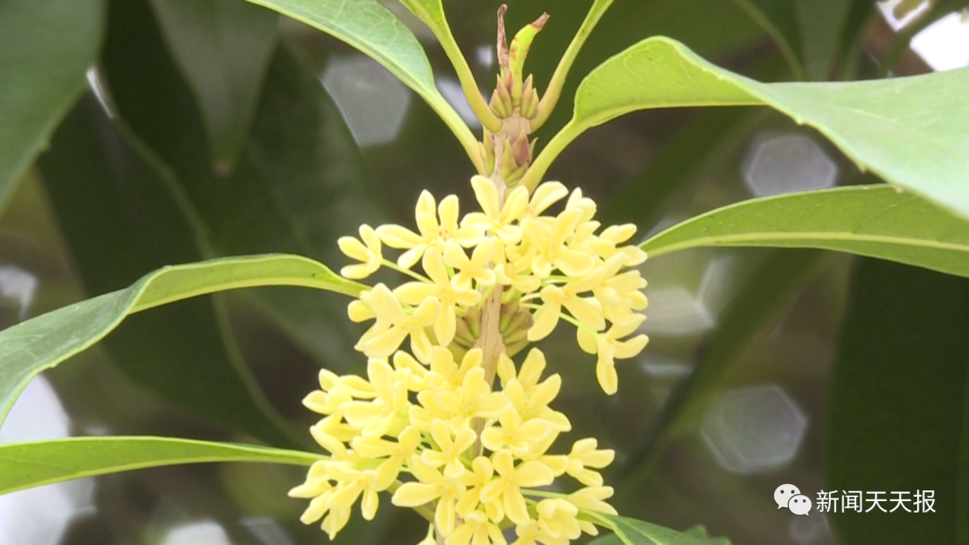 In the autumn of Leshan, you deserve this flower viewing guide!(图4)