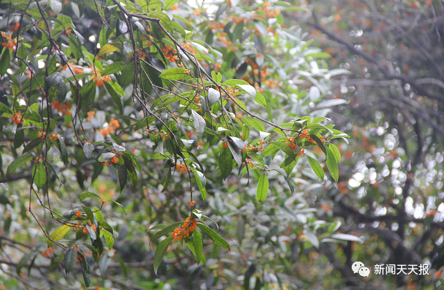 In the autumn of Leshan, you deserve this flower viewing guide!(图5)