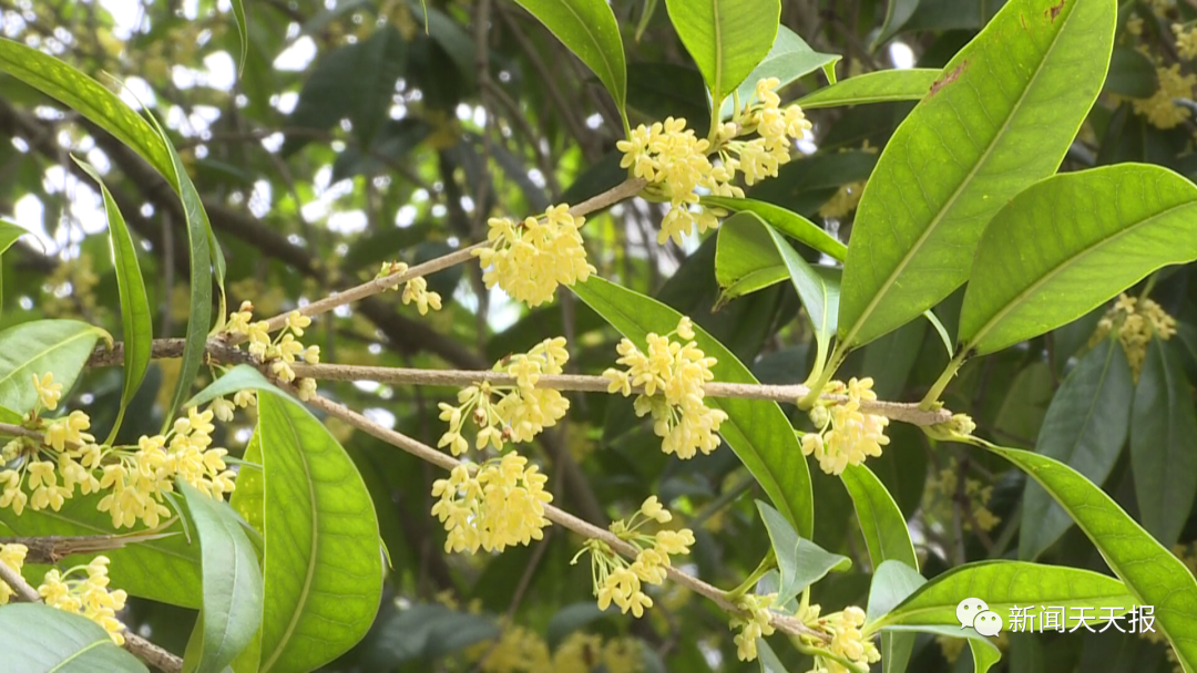 In the autumn of Leshan, you deserve this flower viewing guide!(图6)