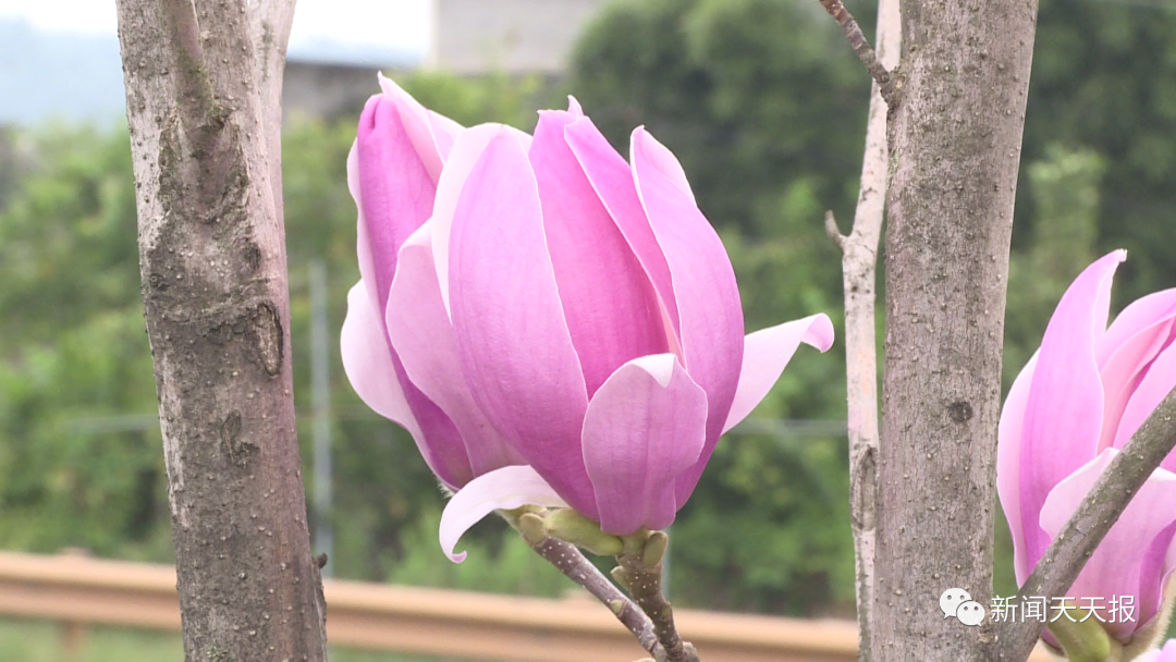 In the autumn of Leshan, you deserve this flower viewing guide!(图7)