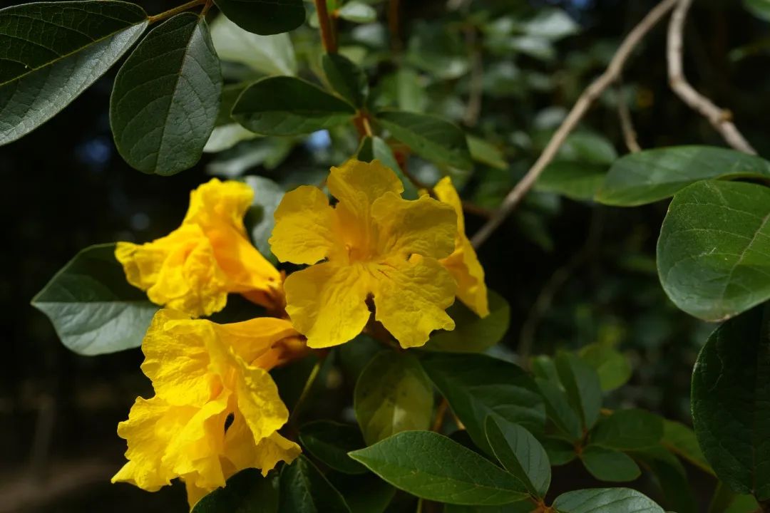 In the autumn of Leshan, you deserve this flower viewing guide!(图8)