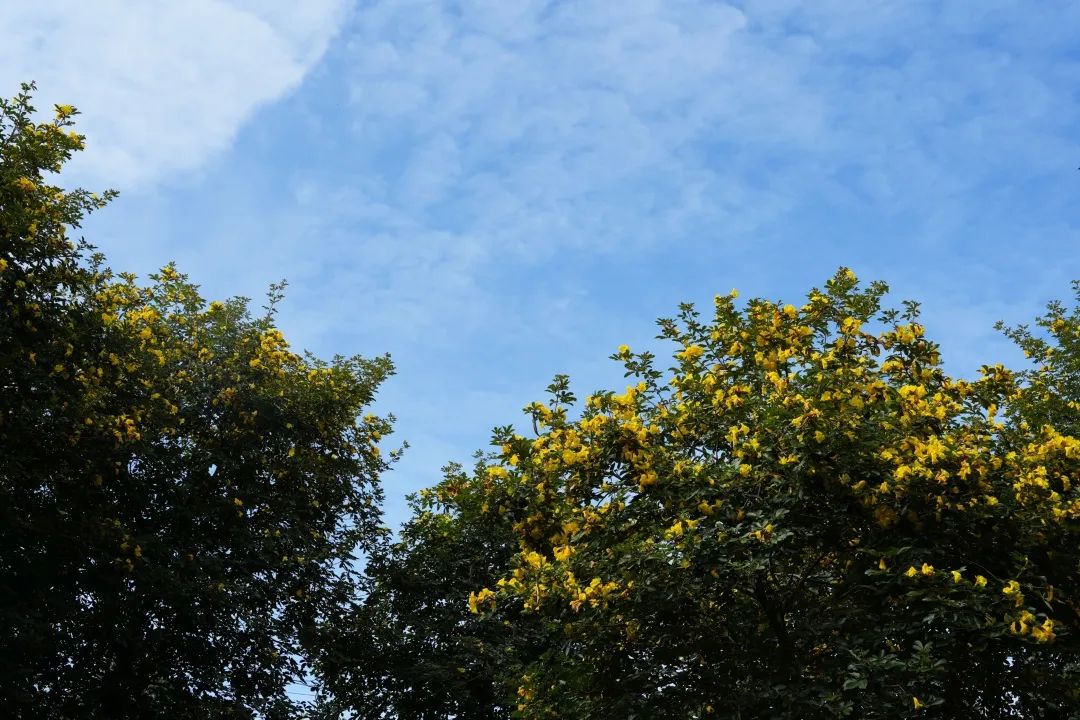 In the autumn of Leshan, you deserve this flower viewing guide!(图9)