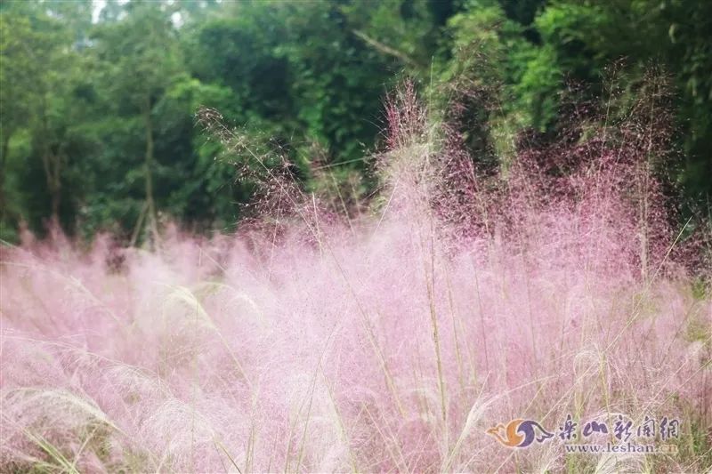 How many of these beautiful autumn tourist attractions have you been to Leshan?(图6) How many of these beautiful autumn tourist attractions have you been to Leshan?(图6)