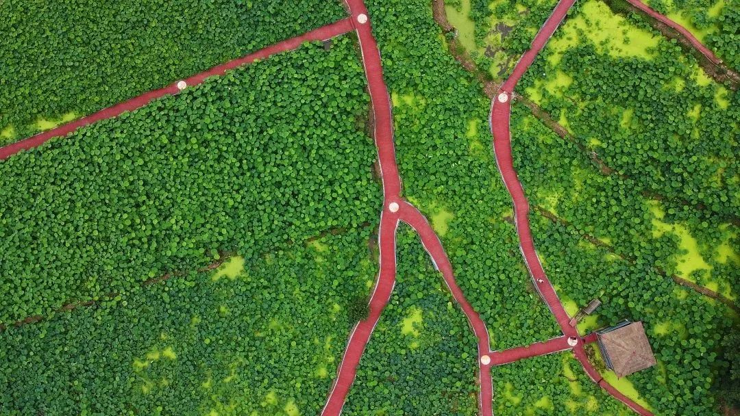 Have you ever been to the six most beautiful rural roads in Shawan?(图3)