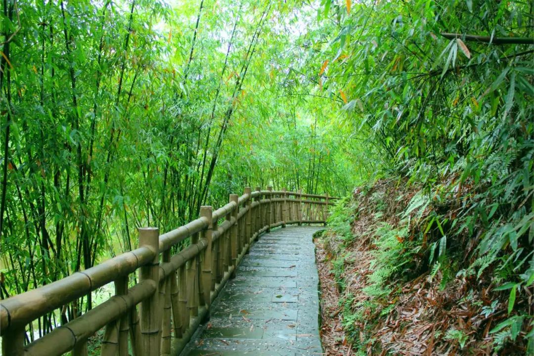 The scenery of Muchuan Bamboo Sea is really beautiful(图2)