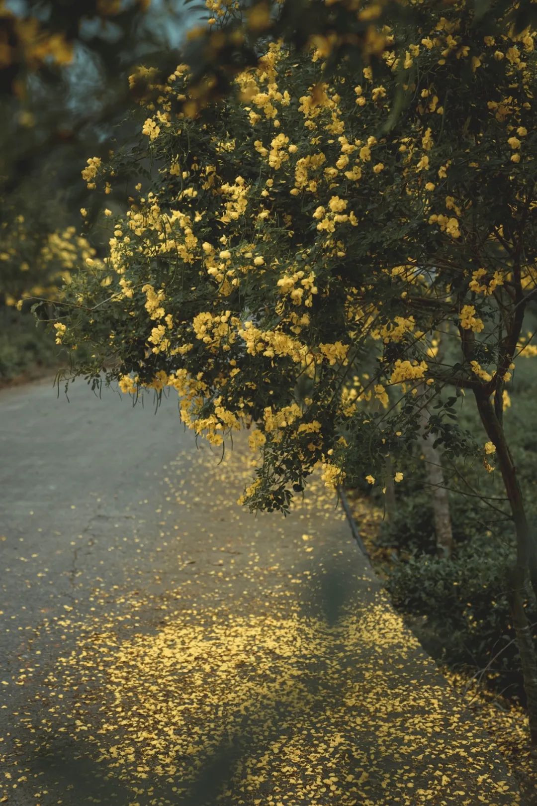 Thats why we must go to Mabian in autumn(图1) Thats why we must go to Mabian in autumn(图1)