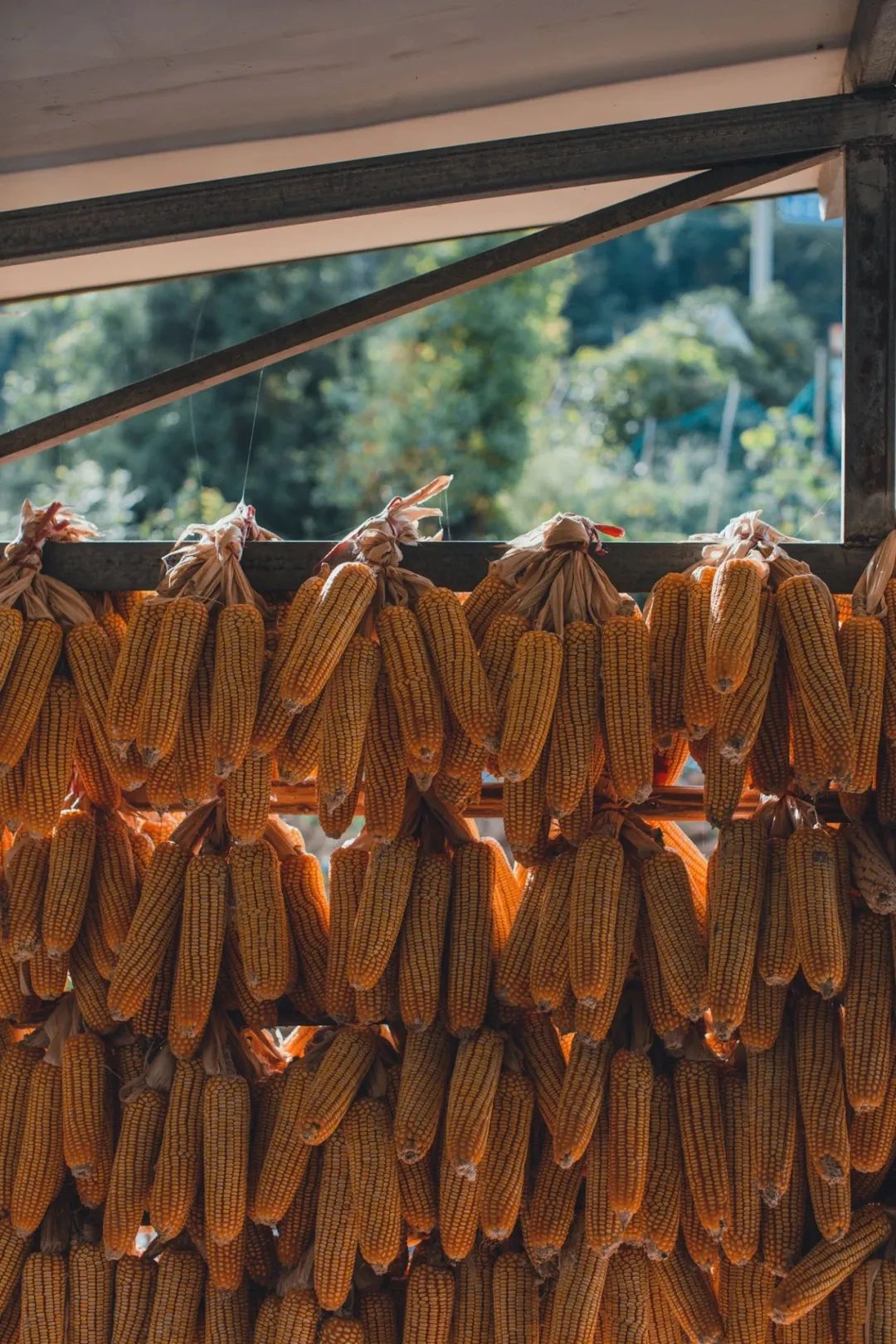 Thats why we must go to Mabian in autumn(图2) Thats why we must go to Mabian in autumn(图2)