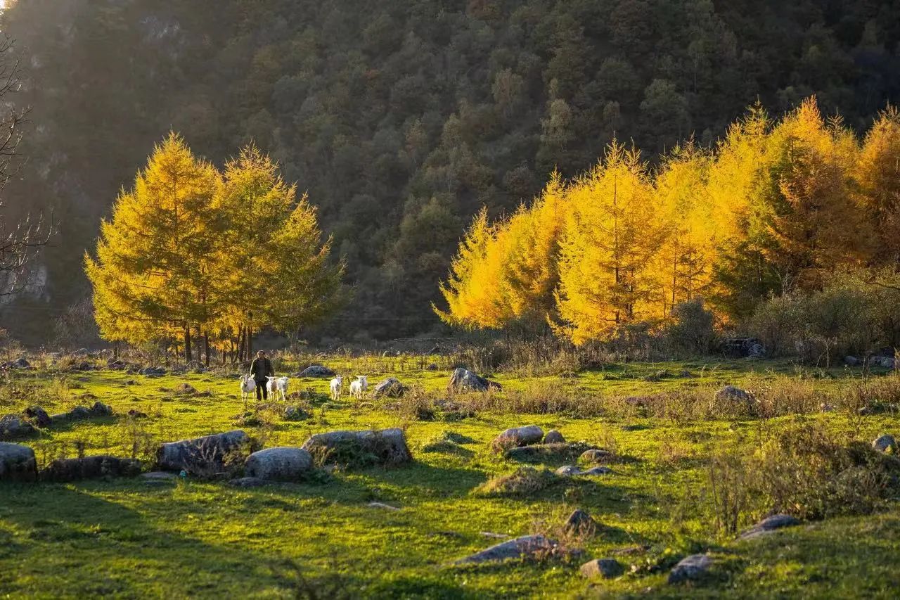 Thats why we must go to Mabian in autumn(图3) Thats why we must go to Mabian in autumn(图3)