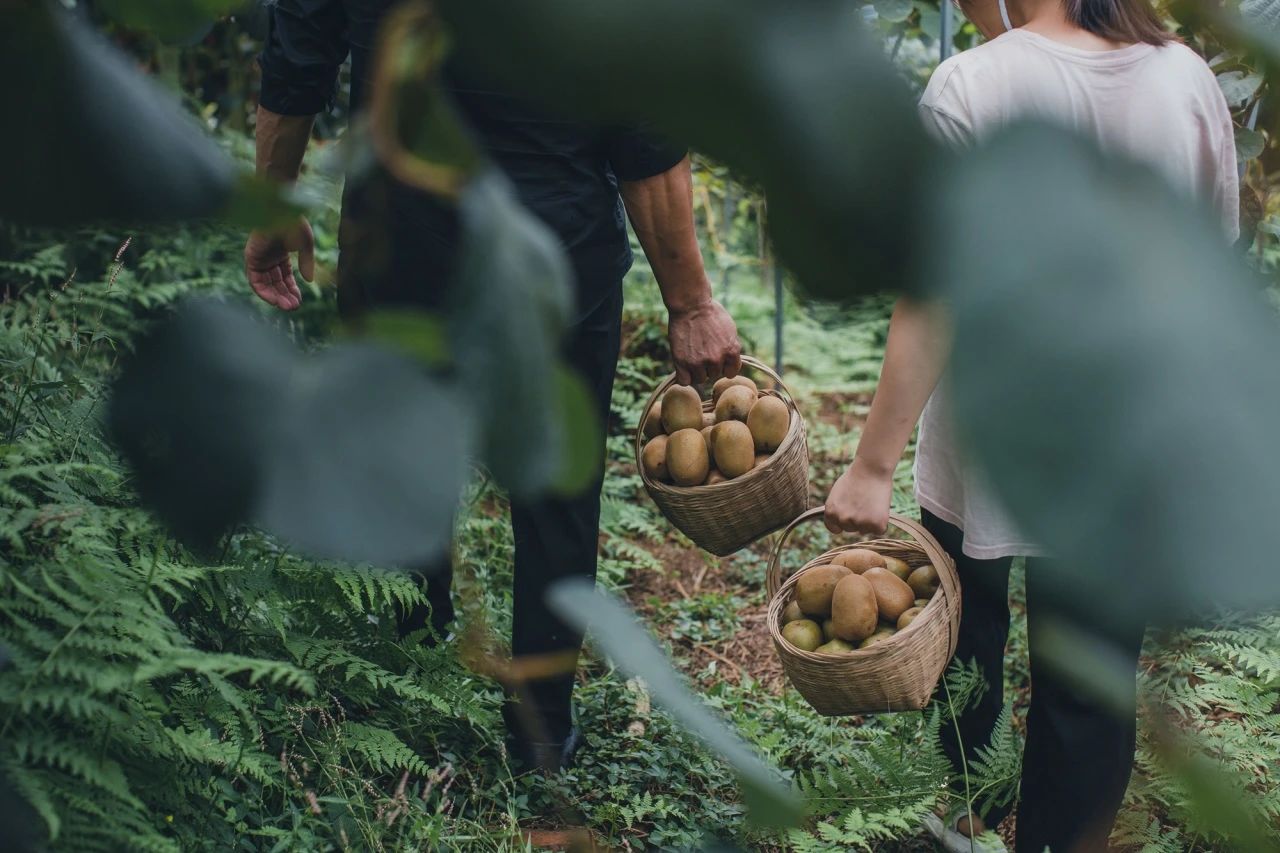 Thats why we must go to Mabian in autumn(图7) Thats why we must go to Mabian in autumn(图7)