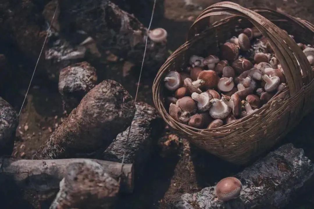 Thats why we must go to Mabian in autumn(图10) Thats why we must go to Mabian in autumn(图10)