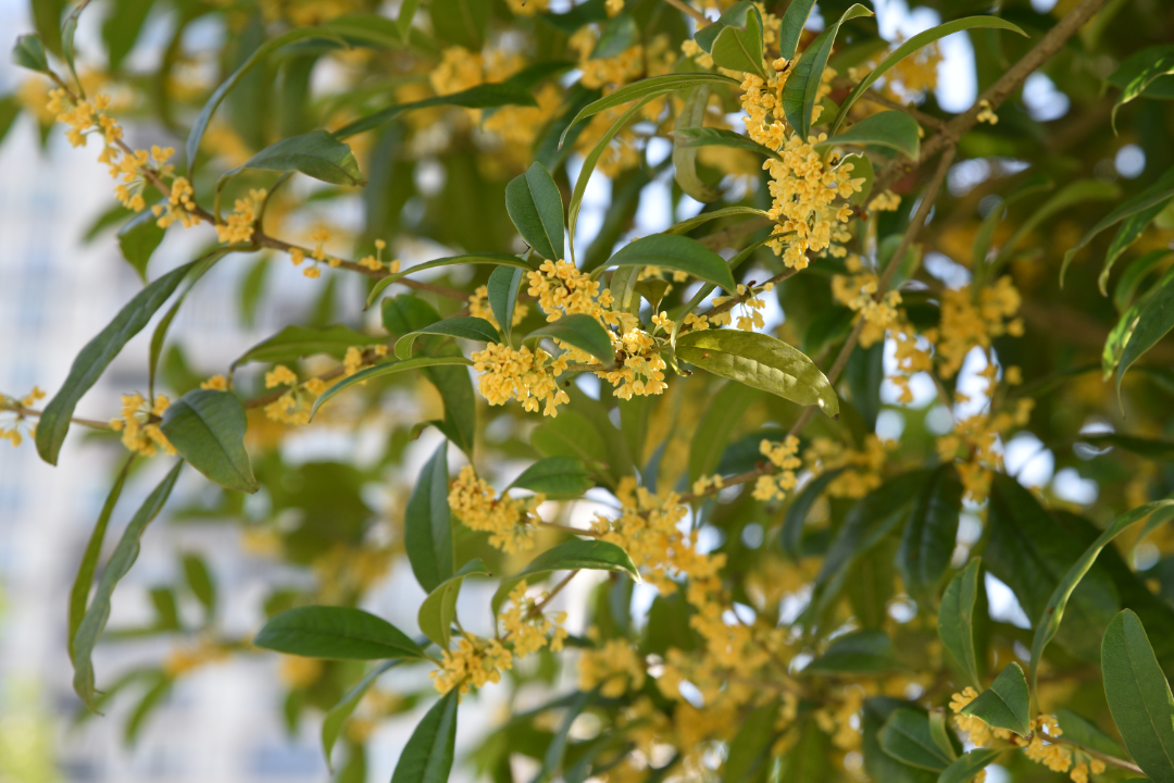 Here comes the Leshan Osmanthus Appreciation Guide! Lets go, enjoy the flowers~(图1) Here comes the Leshan Osmanthus Appreciation Guide! Lets go, enjoy the flowers~(图1)