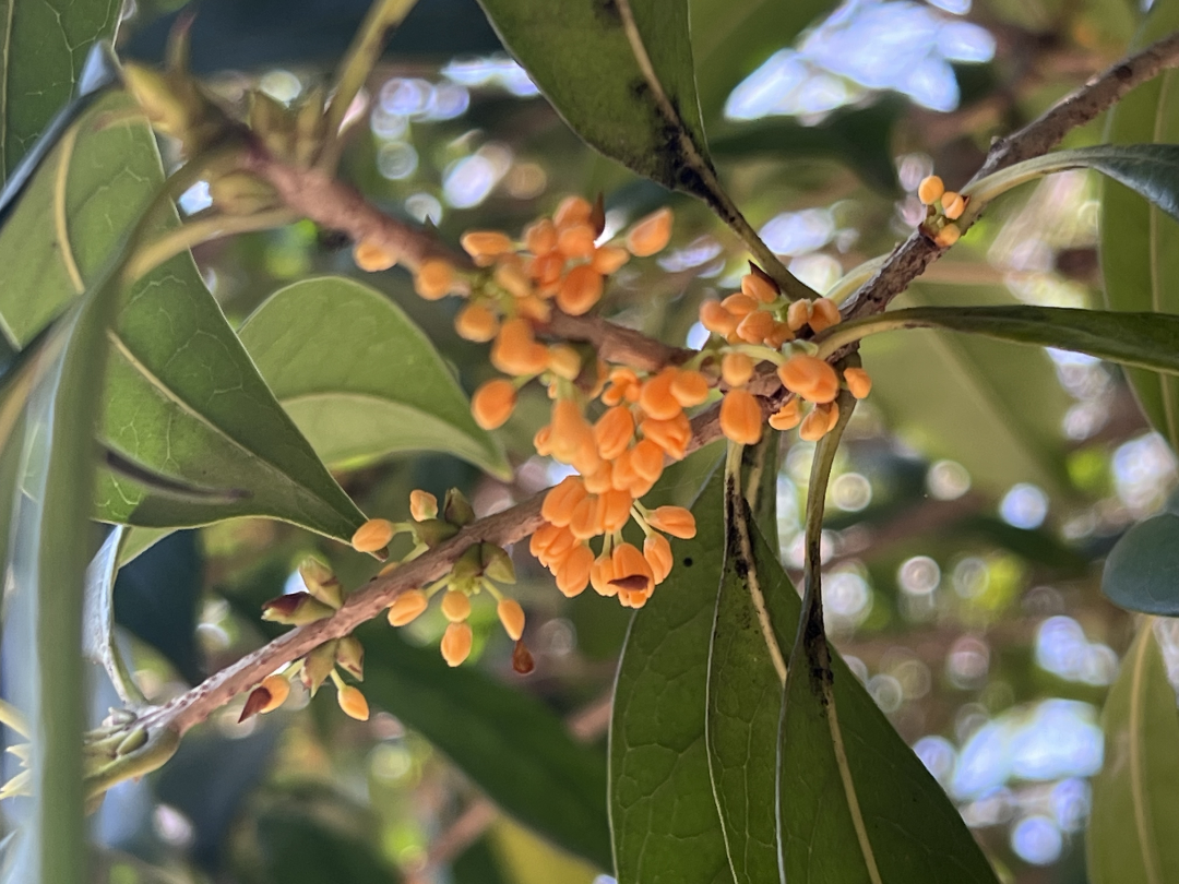 Here comes the Leshan Osmanthus Appreciation Guide! Lets go, enjoy the flowers~(图2) Here comes the Leshan Osmanthus Appreciation Guide! Lets go, enjoy the flowers~(图2)