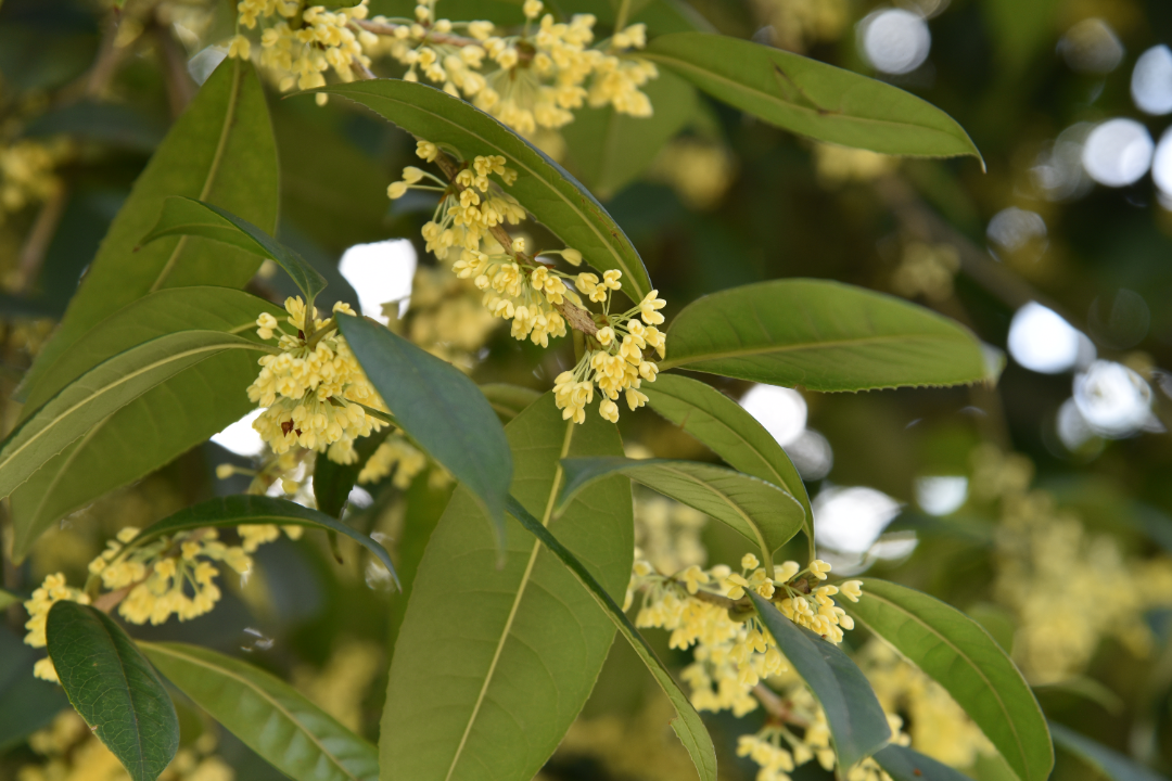 Here comes the Leshan Osmanthus Appreciation Guide! Lets go, enjoy the flowers~(图3) Here comes the Leshan Osmanthus Appreciation Guide! Lets go, enjoy the flowers~(图3)
