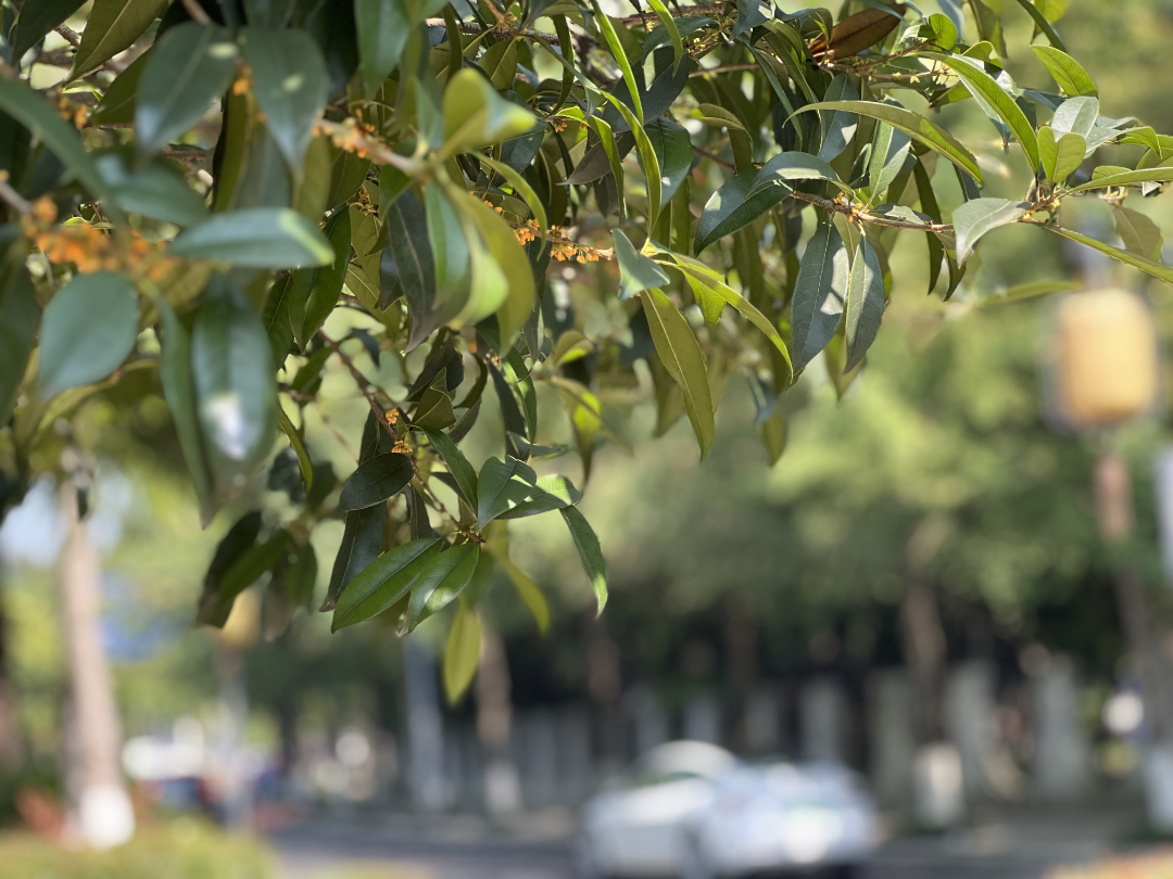 Here comes the Leshan Osmanthus Appreciation Guide! Lets go, enjoy the flowers~(图4) Here comes the Leshan Osmanthus Appreciation Guide! Lets go, enjoy the flowers~(图4)