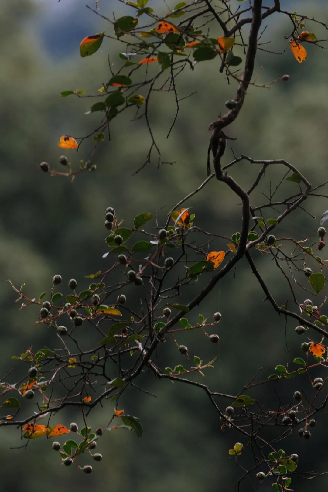 How to visit Mount Emei in autumn? This is the most comfortable way to visit !(图1)