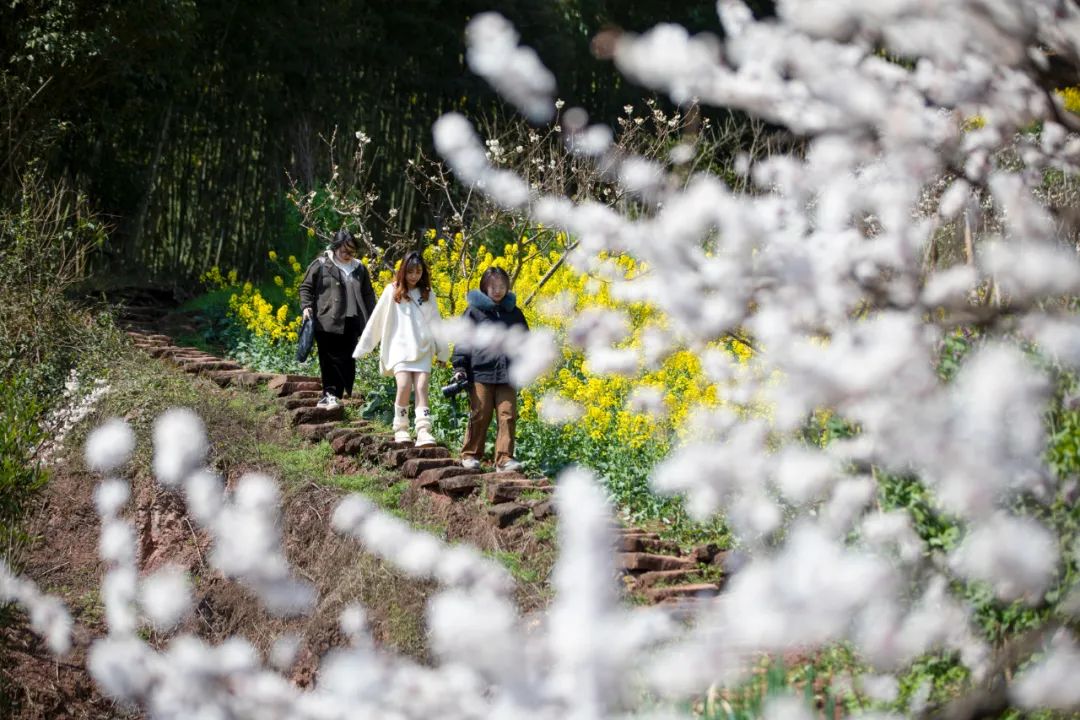 Theres a new destination for weekend outings! This apricot forest is in full bloom(图1)