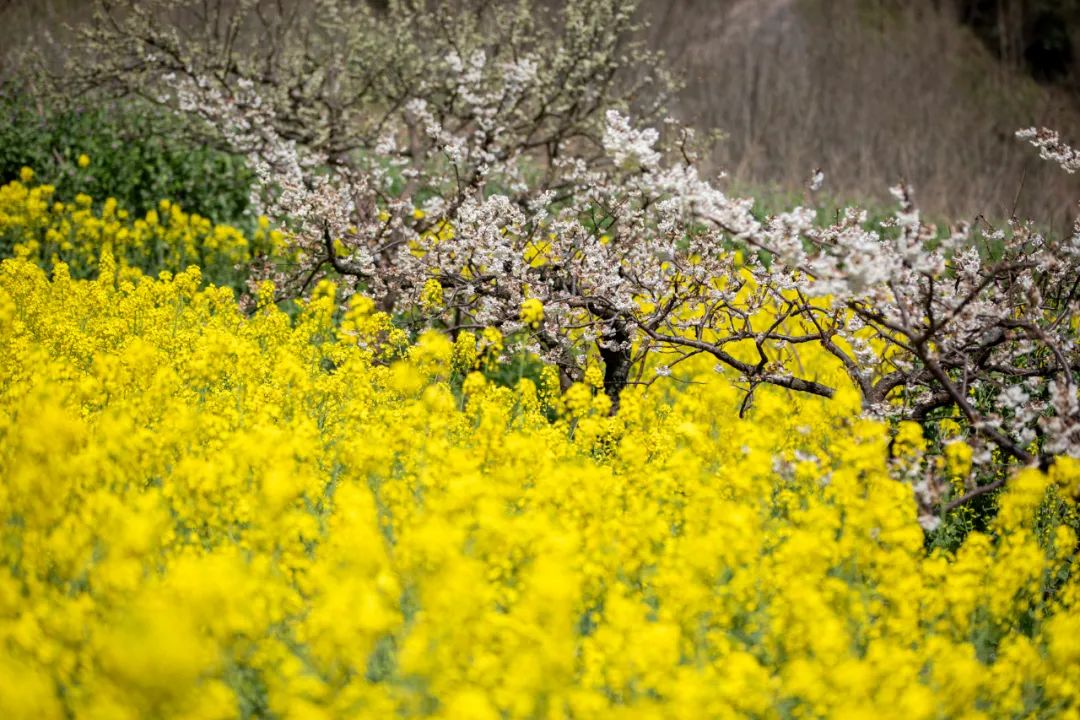 Theres a new destination for weekend outings! This apricot forest is in full bloom(图2)