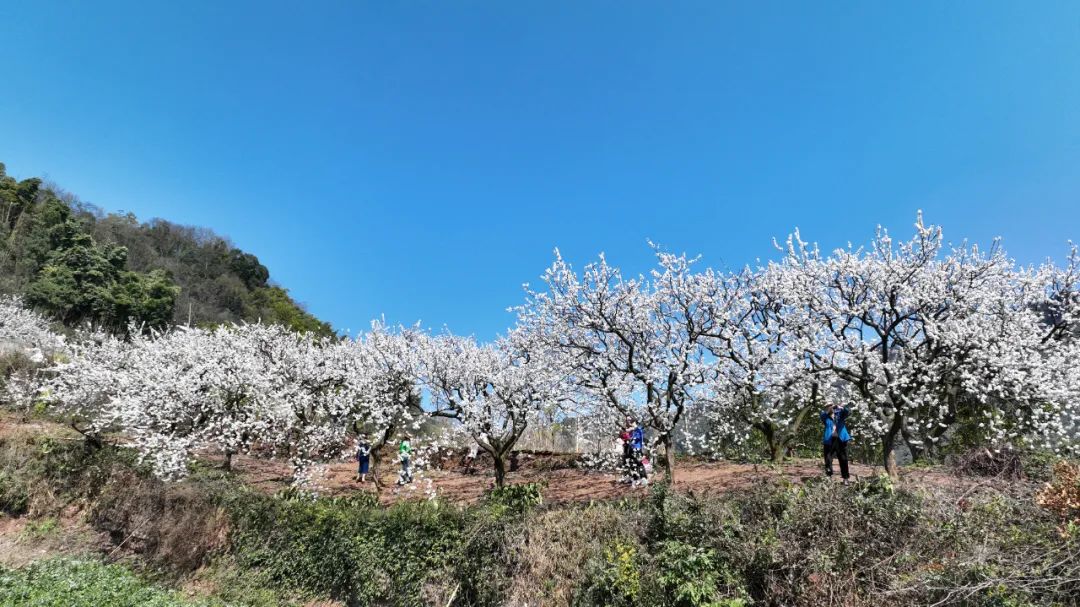 Theres a new destination for weekend outings! This apricot forest is in full bloom(图3)