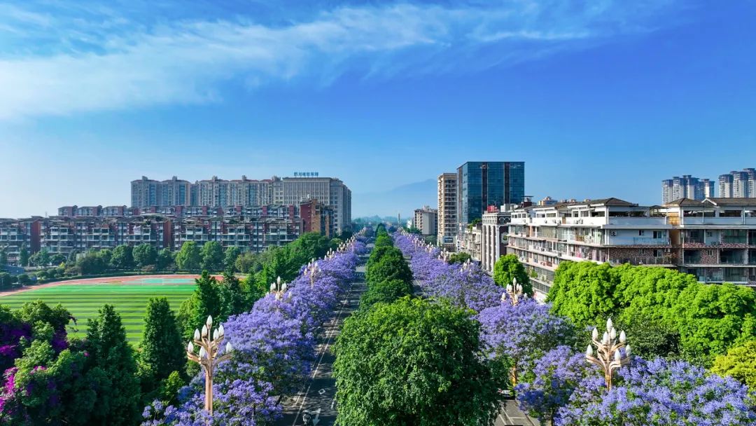 The jacaranda trees bloom here in Leshan, and the romance of early summer is here!(图1)