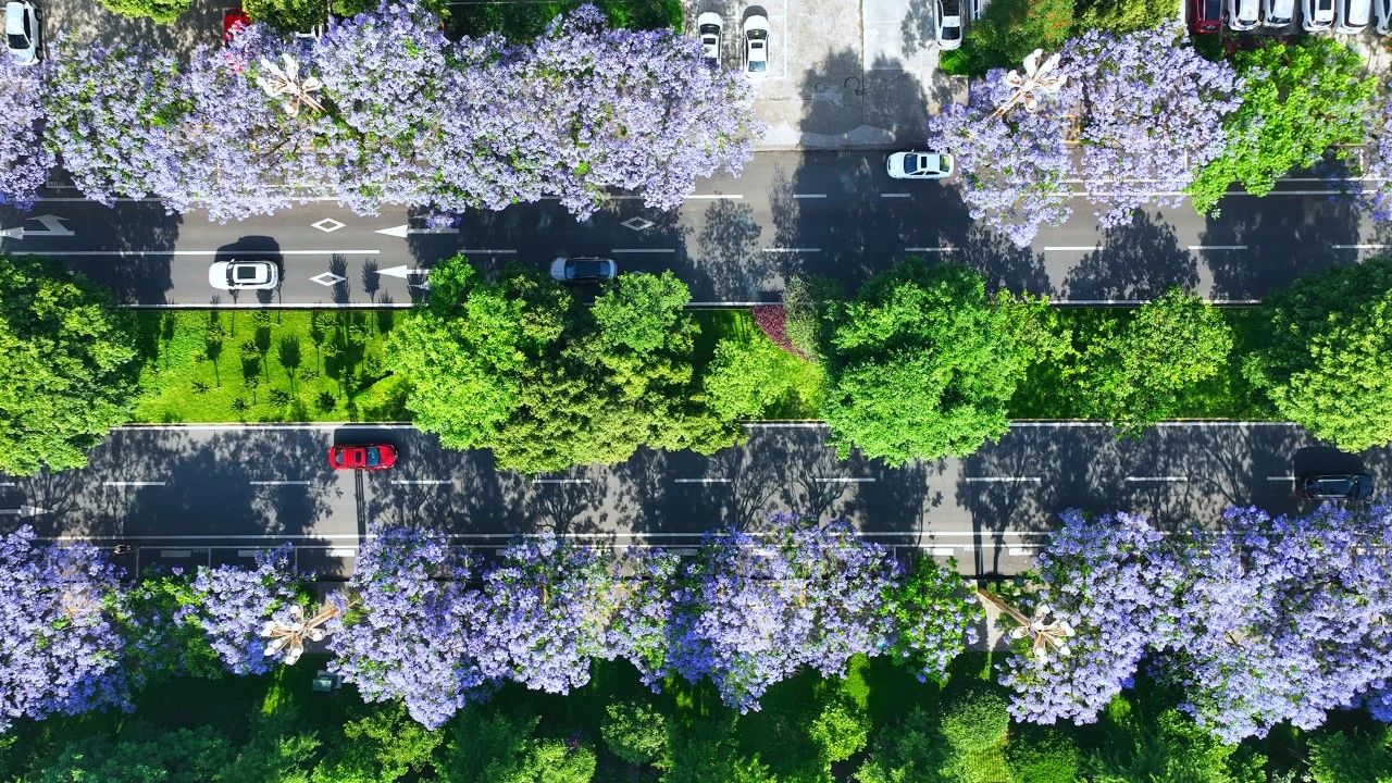 The jacaranda trees bloom here in Leshan, and the romance of early summer is here!(图2)