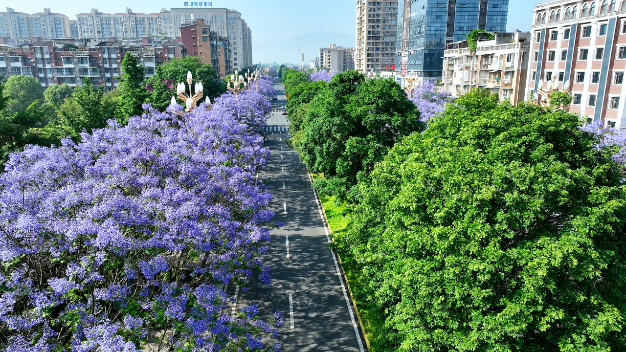 The jacaranda trees bloom here in Leshan, and the romance of early summer is here!(图5)