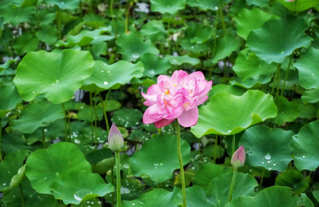 7 great places to enjoy lotus flowers in Leshan in as little as 15 minutes!(图1)