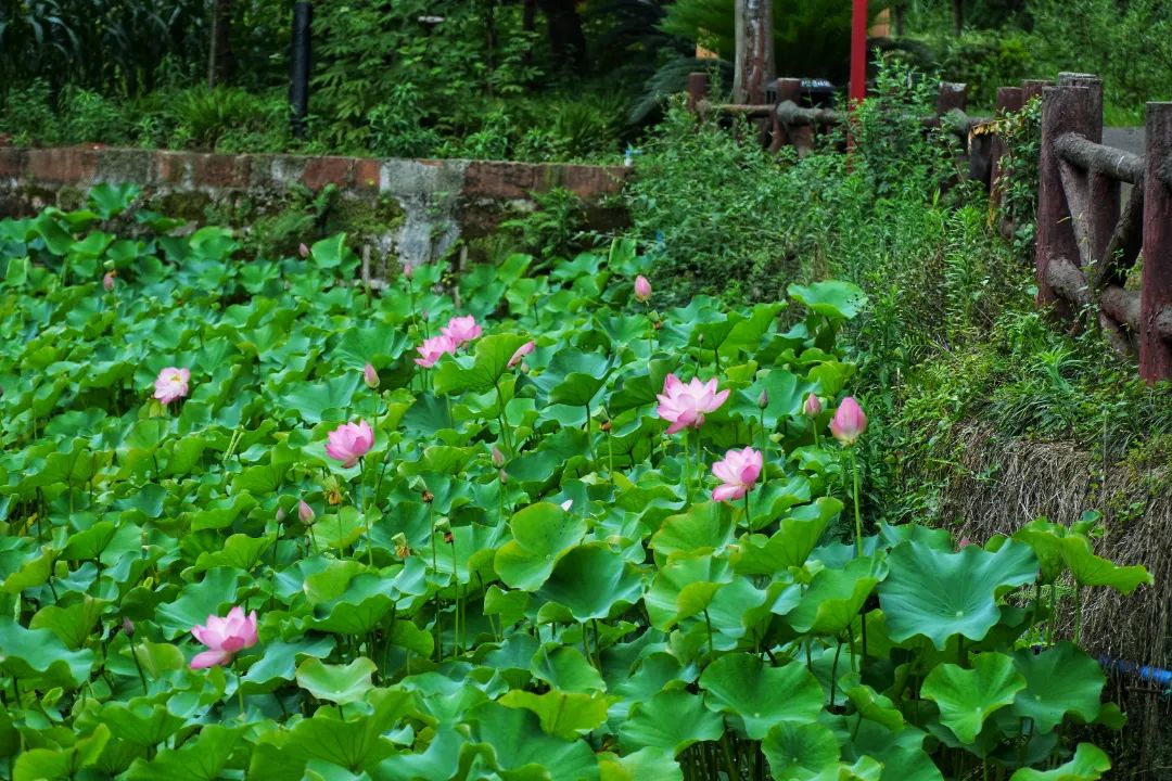 7 great places to enjoy lotus flowers in Leshan in as little as 15 minutes!(图2)